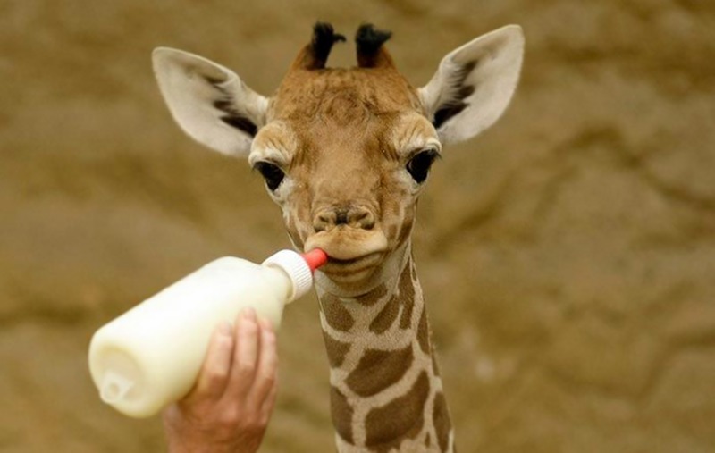 Giraffa che beve latte