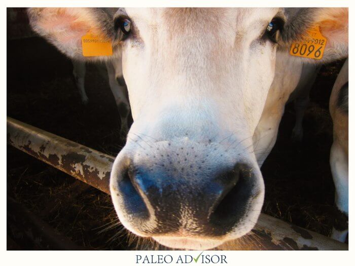 casa serra asti paleo advisor