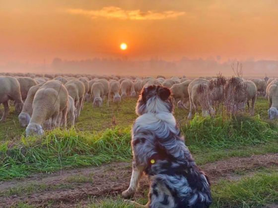 ovini al pascolo al tramonto