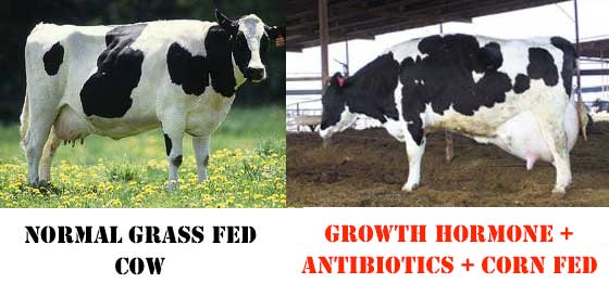 growth-hormone-cows