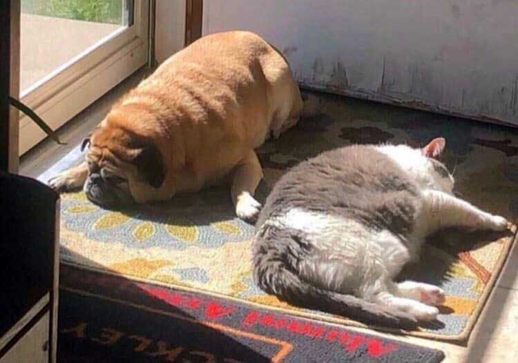 cani-gatti-obesi